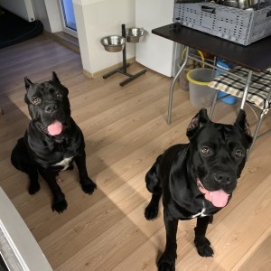 Cane corso PES na krytie