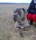 Cane Corso- krytie