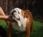 Anglicky buldog-bulldog-buldok-krytie – fotka 2