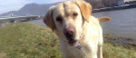 Čistokrvný Labrador krémovej farby na krytie :) – fotka 2