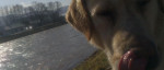 Čistokrvný Labrador krémovej farby na krytie :) – fotka 4
