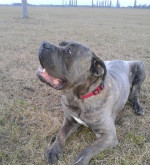 Cane Corso- krytie – fotka 2