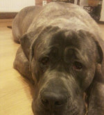 Cane Corso- krytie – fotka 3