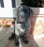 Cane Corso- krytie – fotka 4