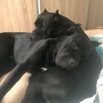 Cane corso PES na krytie – fotka 2