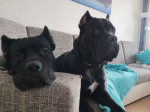 Cane corso PES na krytie – fotka 3